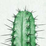 cactus empoisonné